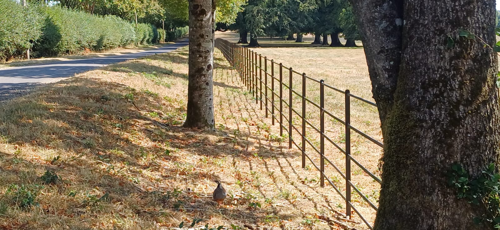 image of pathways in a garden park