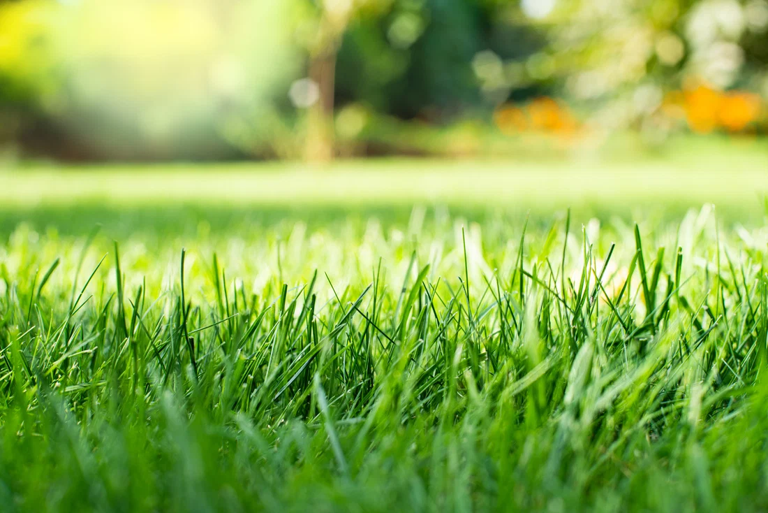 image of pathways in a garden park