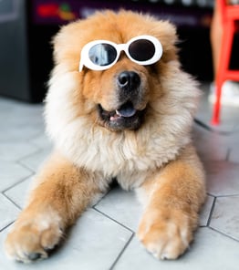 brand-experience-dog