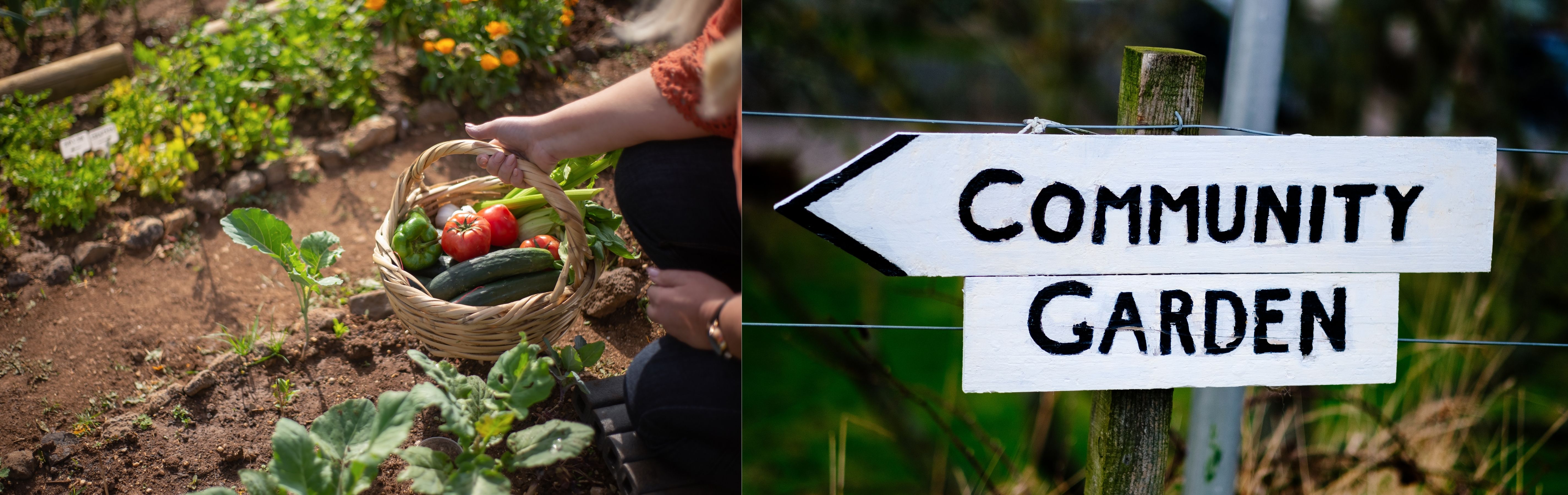Community garden