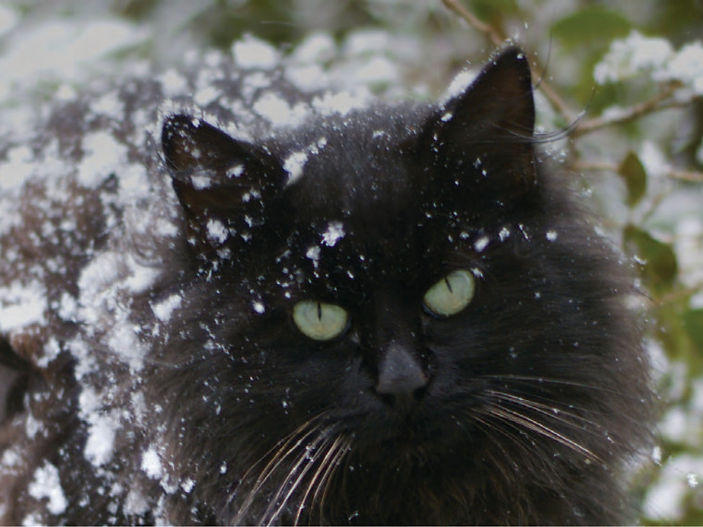 How to keep cats safe in cold weather