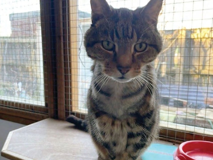 Starving stray brought back from the brink by dedicated carers