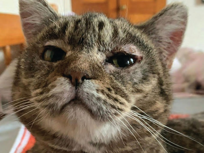 Homeless cat on road to recovery thanks to charity volunteers