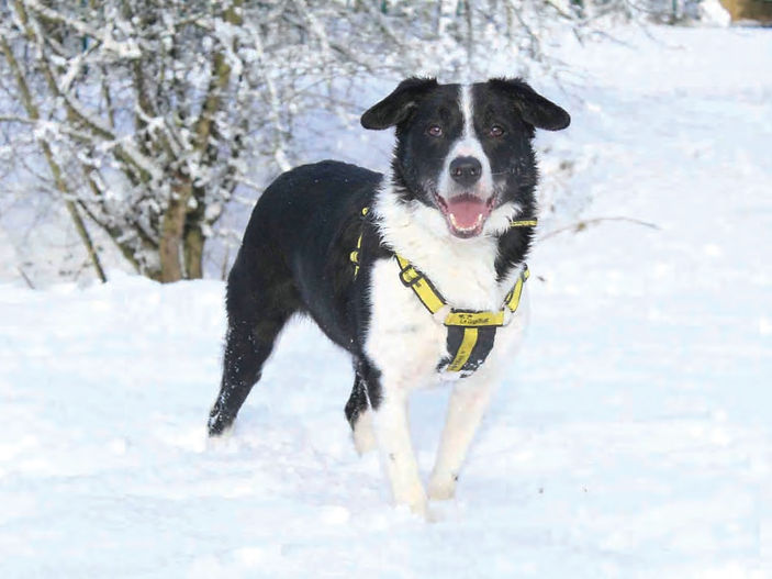 As the country faces the big freeze, Dogs Trust issues warning to dog owners