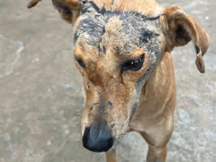 Rescued dog overcomes giant tumour with a heart-warming recovery
