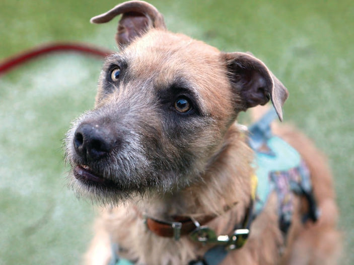 Loveable Lurcher Tula Seeks Forever Home After 1,000 Days in Care