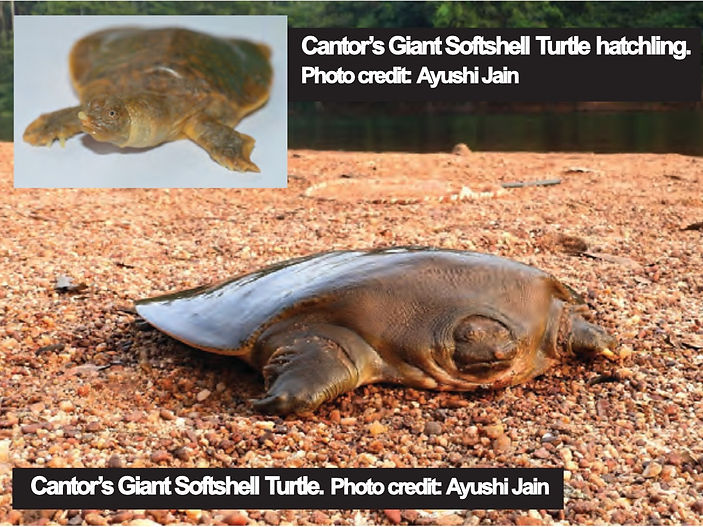 First-ever report of nesting of incredibly rare and endangered giant turtle