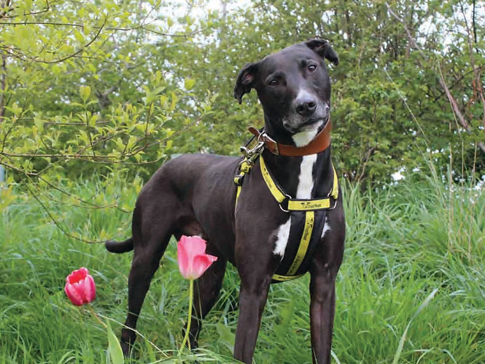 Could Flash find a Forever Friend in you?