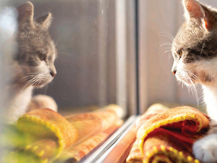 Why you shouldn't bathe your cat – despite what you see on social media