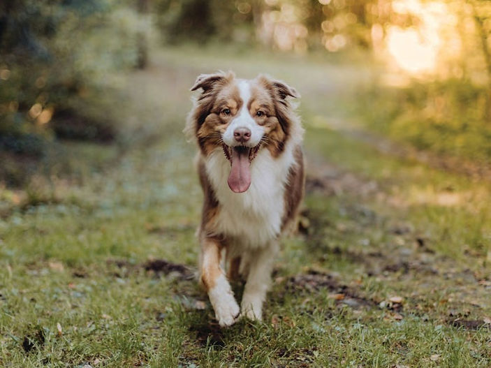 Alabama Rot: 10 Cases in 2024 - Causes, Symptoms and Treatment