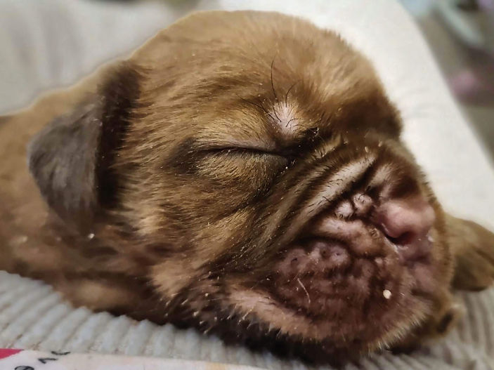 Happy Tails: From a Life-Threatening Cleft Palate... to Playing Cards