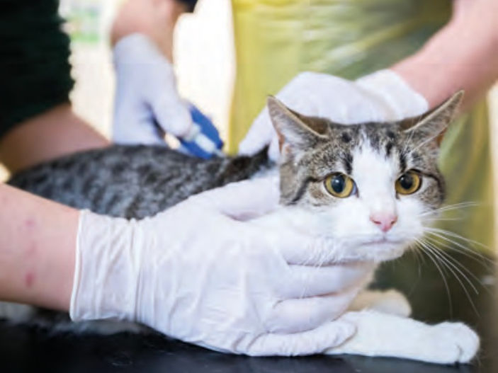 2.5 million cats still unchipped as microchipping deadline nears