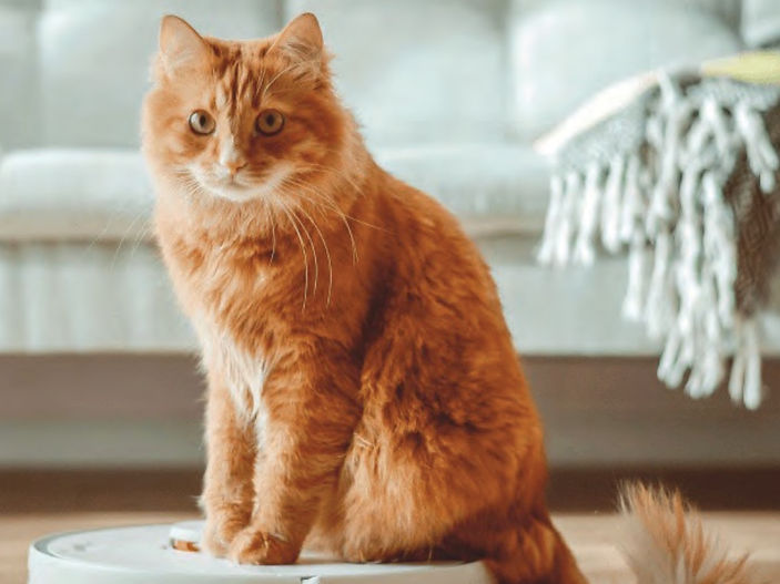 Keeping your furry friends safe during the big spring clean!