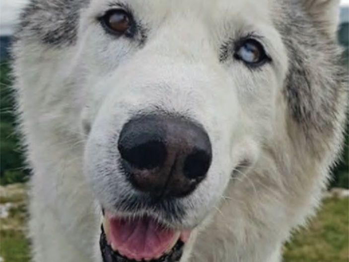 New research highlights ageing dog healthcare needs
