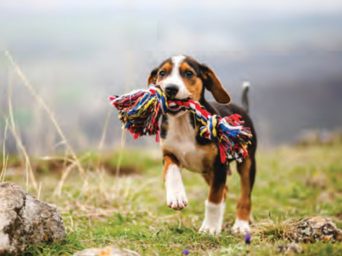 10 Active dog games your family will love