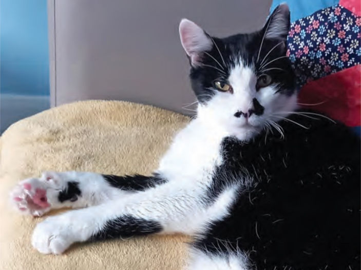Young-at-heart diabetic puss seeks new owner for play and jabs