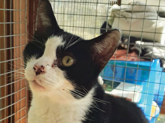 Volunteers help get Festive Felix back on his paws after eye removal