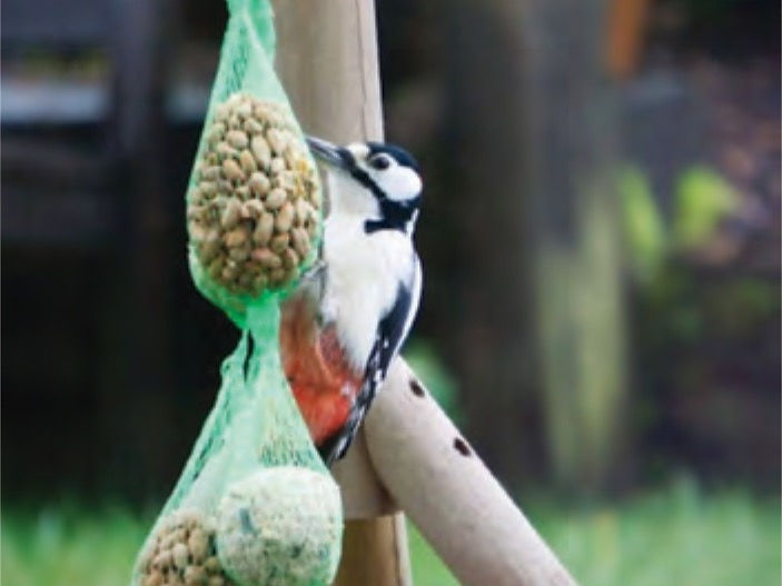 8 Easy Ways to Attract Woodpeckers to Your Garden