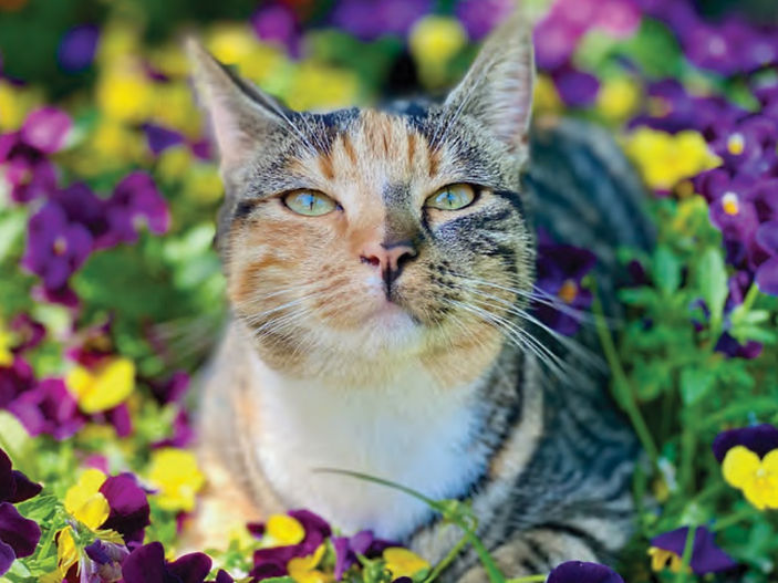 Making gardens more cat friendly
