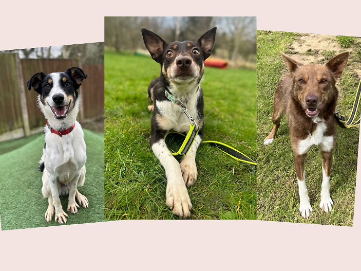Collies waiting for a Fresh Start! – Could this be with you?