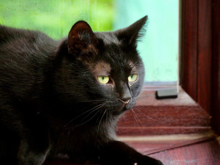 Cat born with missing digits needs a peaceful home of his own