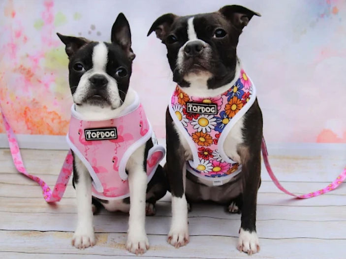 Common dog myths and stereotypes: why you shouldn't believe them
