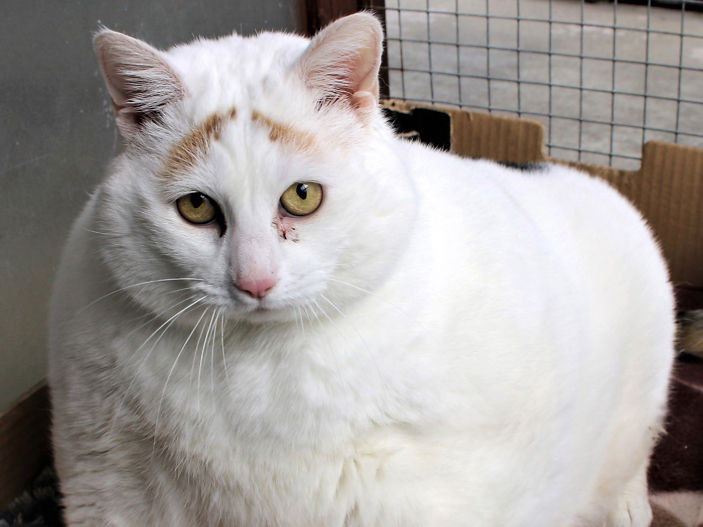 Owners celebrate as obese cat who could barely stand now enjoys outdoor runs