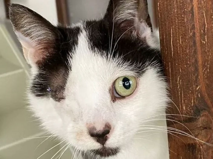 Cats Protection caring for rare hermaphrodite kitten