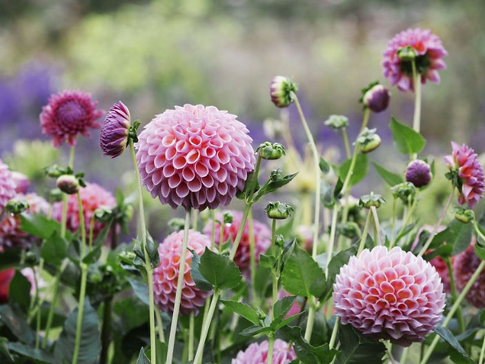 11 summer plants that are toxic to dogs
