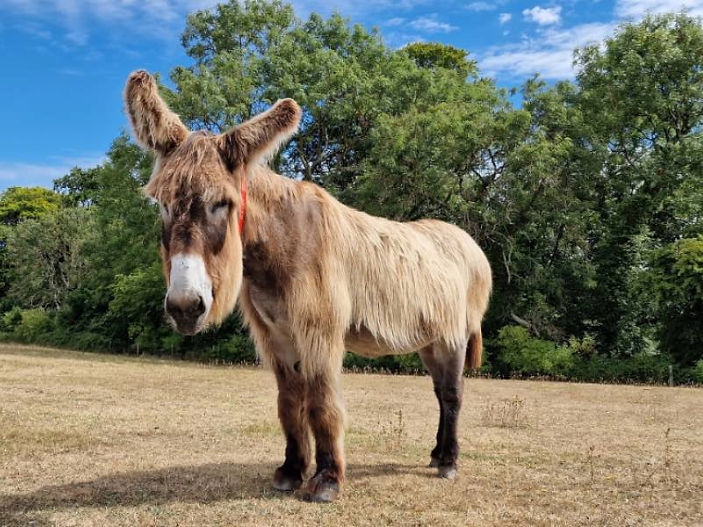Dartanyan – goodbye to the Sanctuary's gentle giant