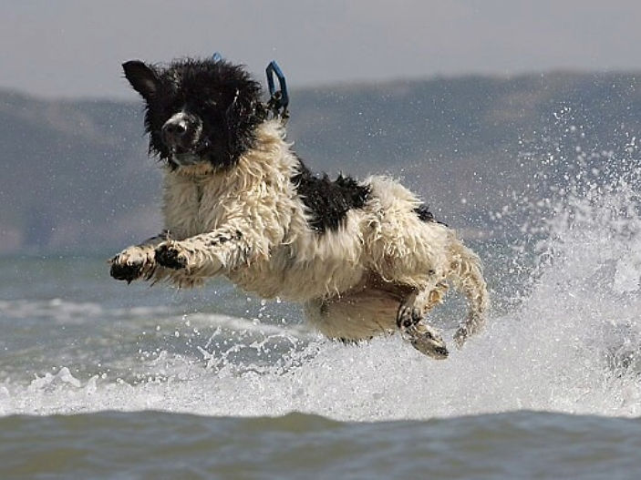 Special dog receives posthumous Blue Cross medal