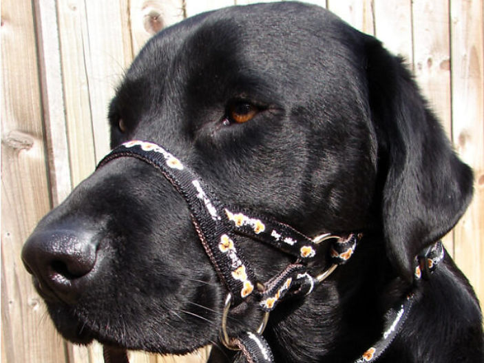 Life-changing revolutionary Headcollar by Dogmatic