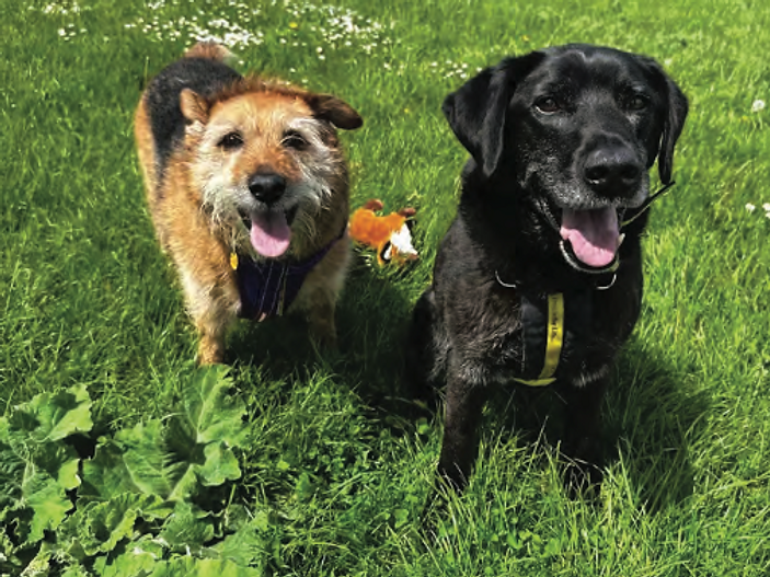 Elderly dogs Dexter and Kylie seek home on Best Friends Day