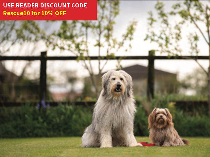 WIN a dog-friendly week away with East Ruston Cottages