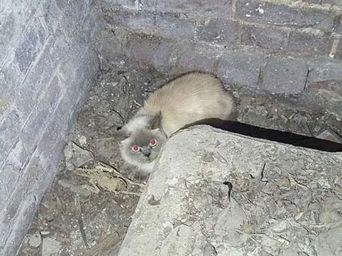 Cat-acombs ordeal! Feline trapped under St. Paul's Cathedral rescued by RSPCA