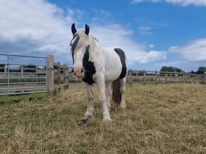 Horse who helped children in Brixton given retirement home at Redwings