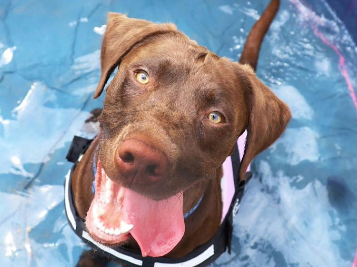 "No safe amount of time to leave dogs in hot cars"