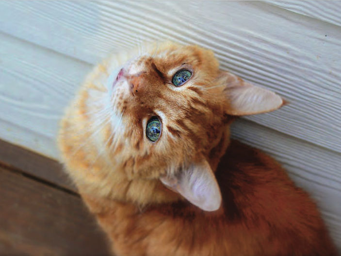 World Animal Road Accident Awareness Day: Shedding Light on a Silent Peril