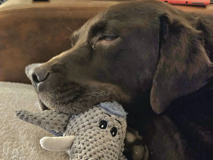 Are we really a nation of Animal Lovers?