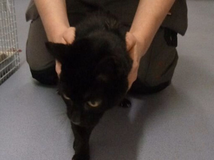 Owner left cat 'smelling of infection' after failing to seek out vet treatment