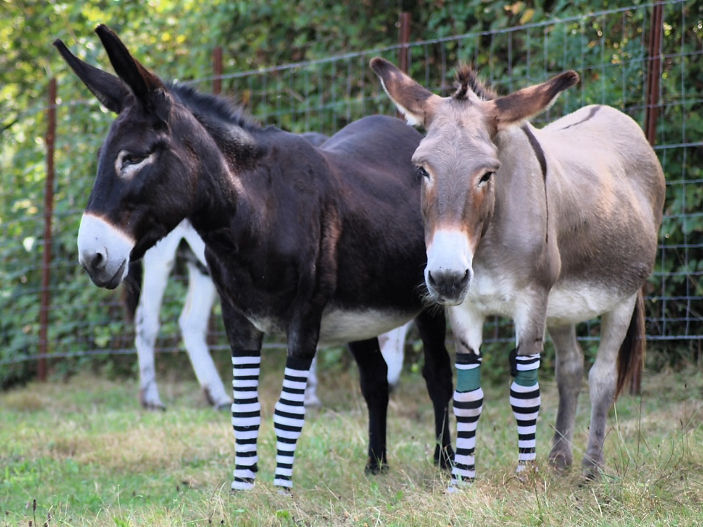 Socks appeal gathers legs to protect Italian sanctuary donkeys
