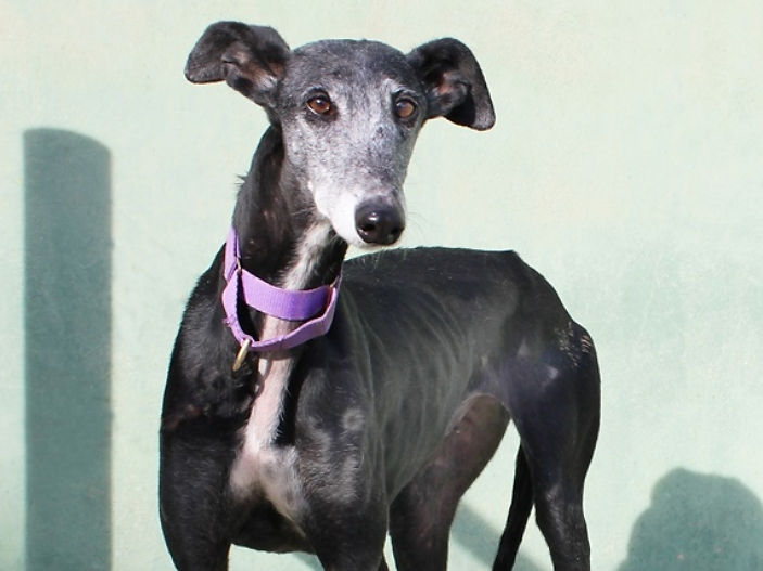 Greyhounds in Need bring groups of Galgos to the UK each year