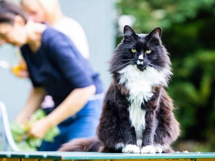 Cat who comforts trafficked women named National Cat of the Year 2024