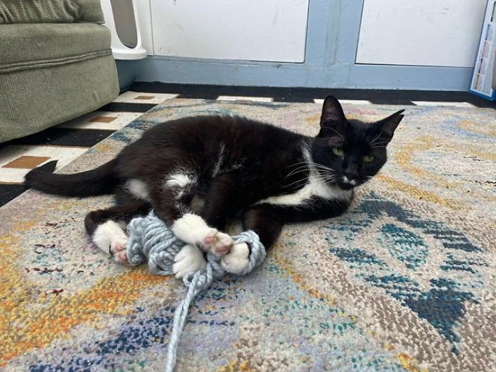 Shock as airgun pellet found lodged in stray cat's face