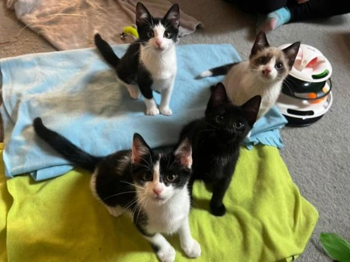 Litter of rescue kittens homed together at Pause Cat Cafe