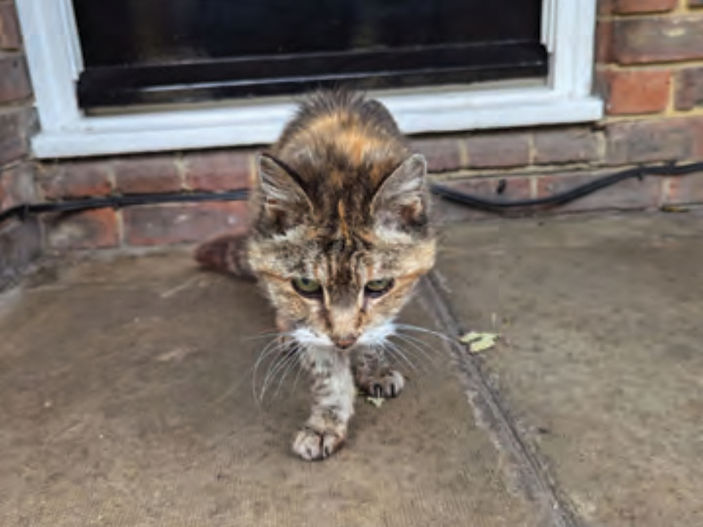 Elderly cat 'missing' for 14 years is reunited with owner for her final days