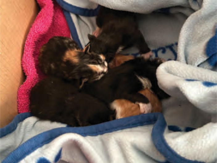 Litter of newly-born kittens dumped in wheelie bin outside home in Farnborough