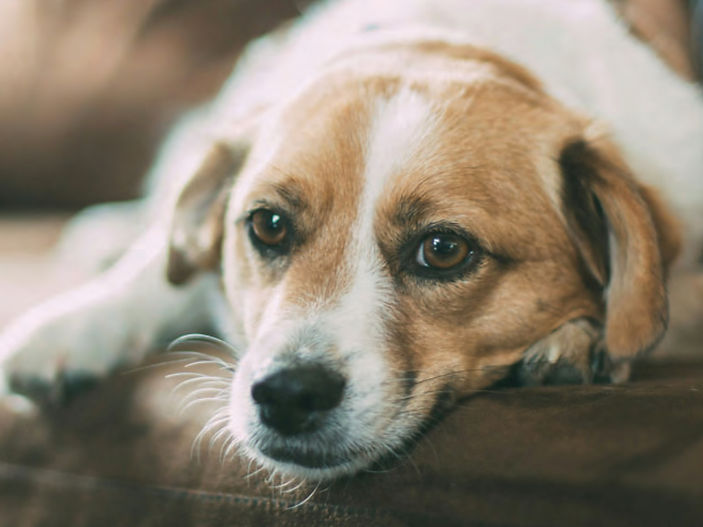Dog owners warned as peak mushroom season brings fatal risks