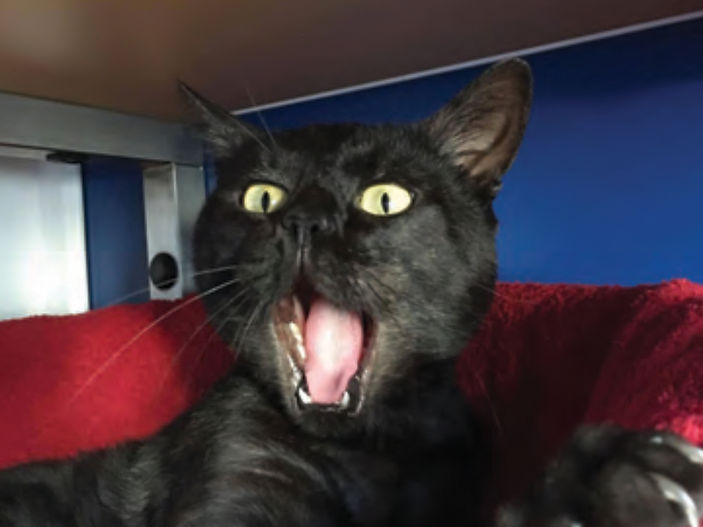 Has your pet seen a ghost? 42% of owners believe their four-legged friend has!