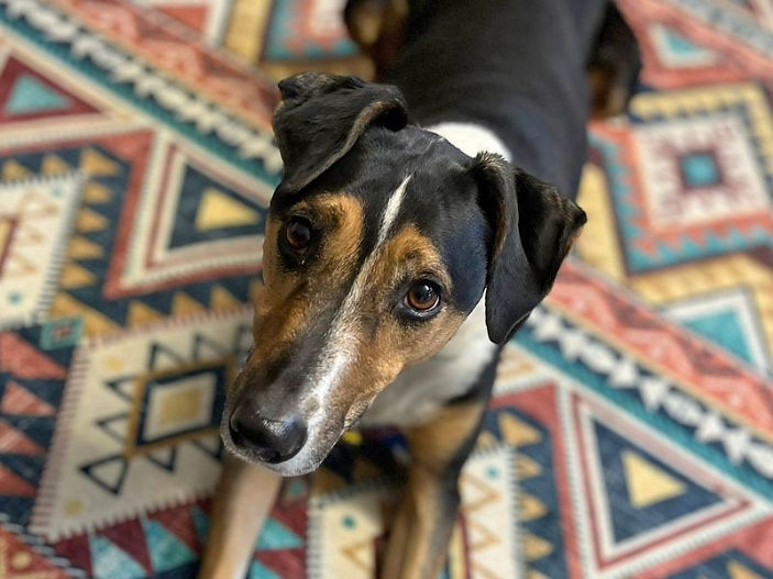 Rural Homes Required for 'Pawsome' Rescue Dogs